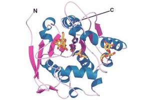 Antigen