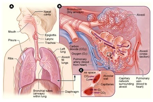 Pulmonary